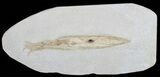 Fossil Squid (Plesiotheuthis) With Tentacles - Solnhofen #50879-1